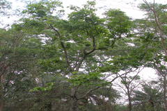 Diospyros melanoxylon